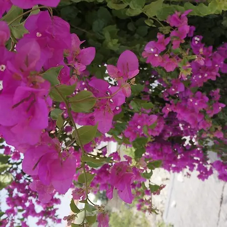 住宿加早餐酒店 Aladam *