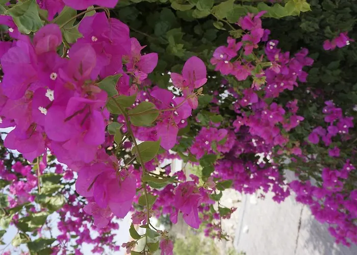 Bed & Breakfast Aladam *